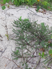 Polygala cyparissias