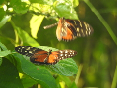 Heliconius hecale zuleika