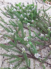 Polygala cyparissias