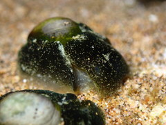 Smaragdinella calyculata