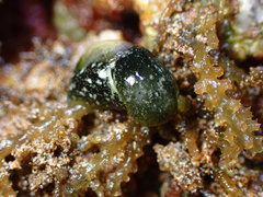 Smaragdinella calyculata