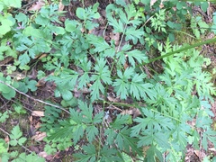 Ligusticum apiifolium