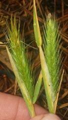 Hordeum pusillum