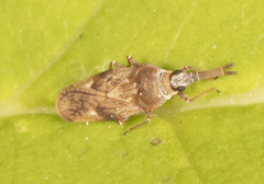 Leptoypha mutica