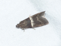 Elegia similella