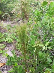 Schizachyrium microstachyum