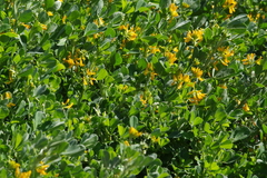Medicago arborea