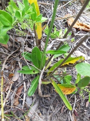 Elephantopus angustifolius