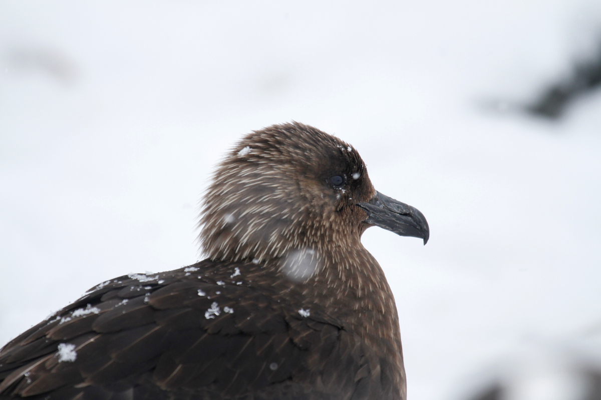 South Polar Skua