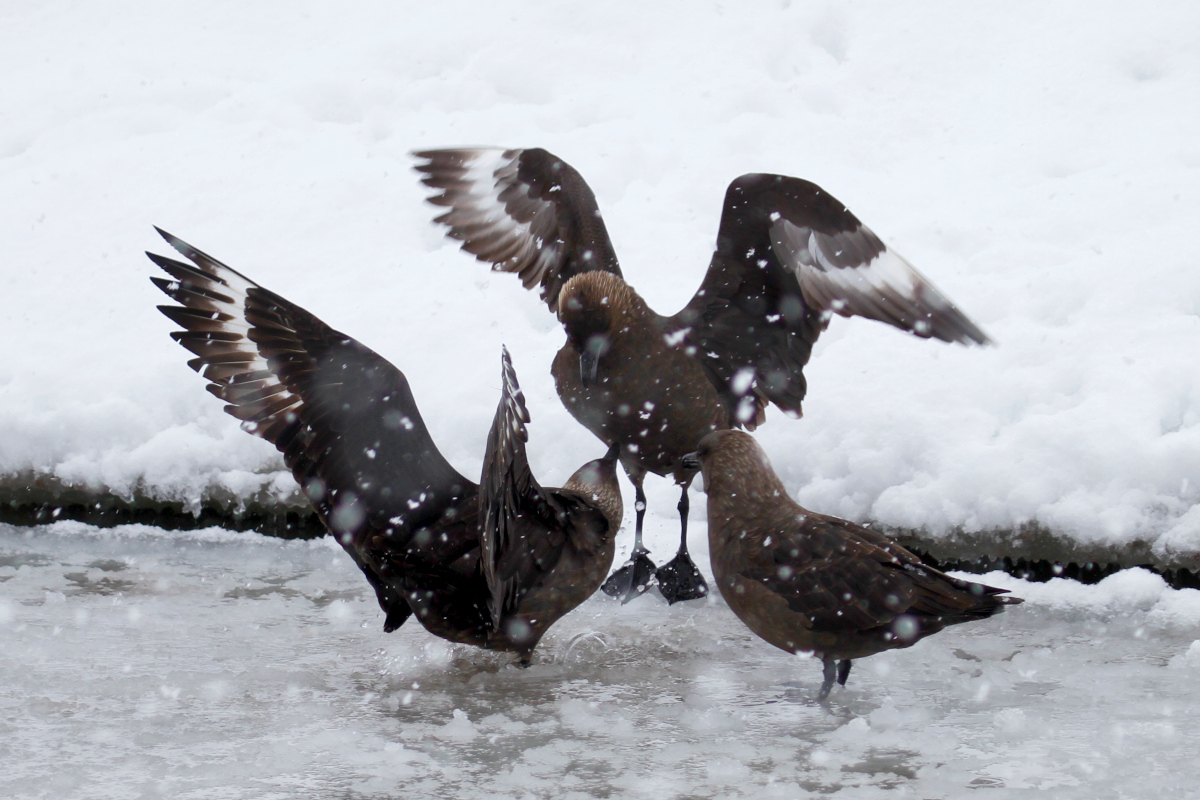 South Polar Skua