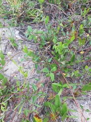 Microstachys corniculata