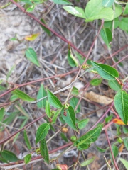 Microstachys corniculata