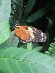 Heliconius ismenius metaphorus