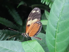 Heliconius ismenius metaphorus