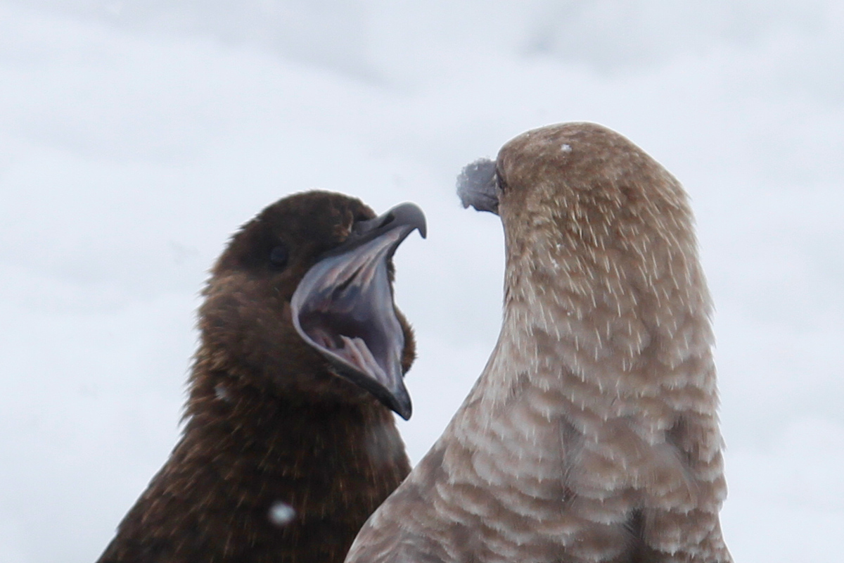 South Polar Skua