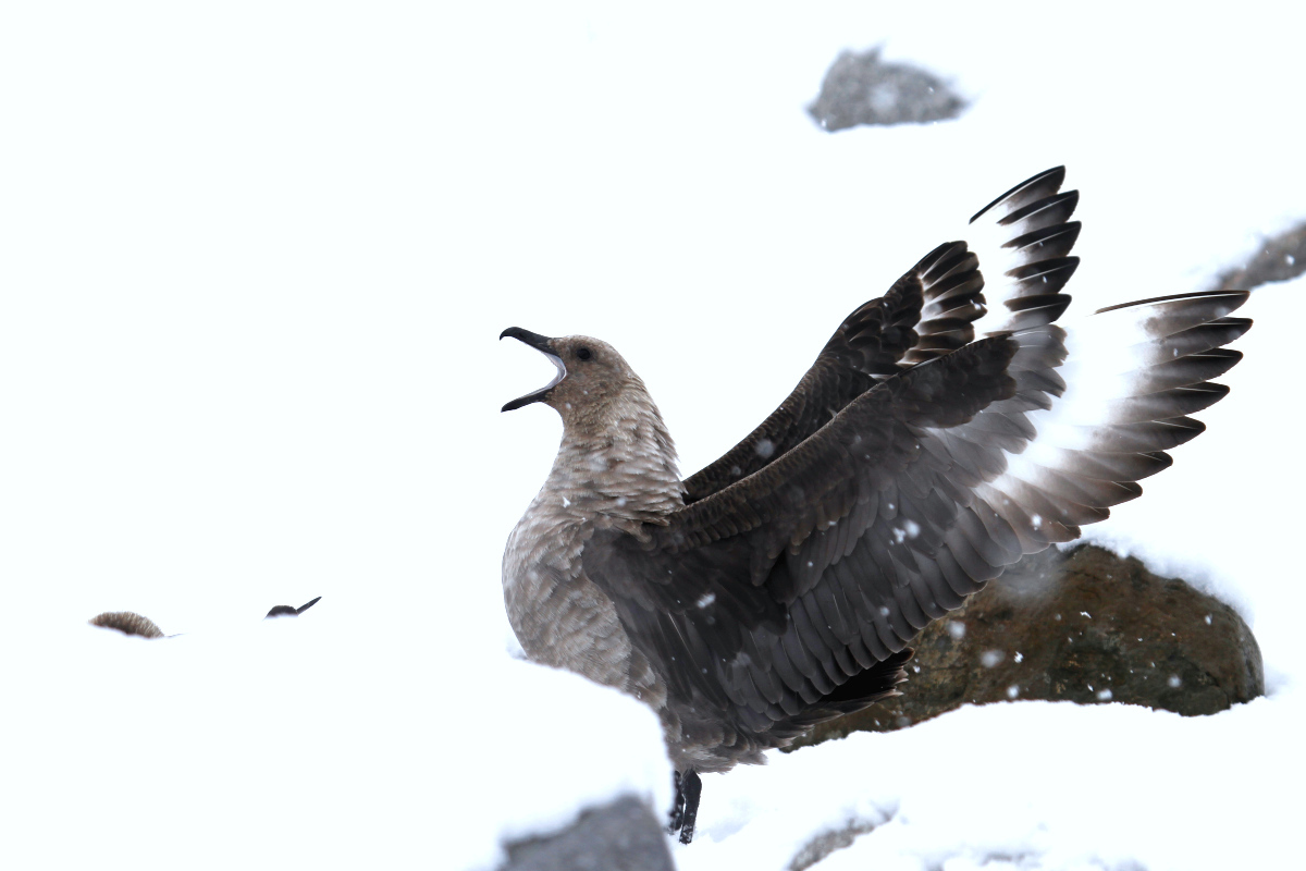 South Polar Skua