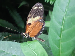 Heliconius ismenius metaphorus