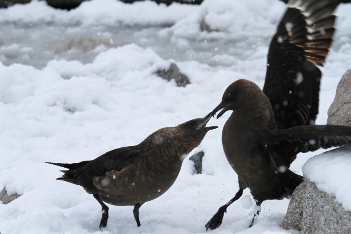 South Polar Skua