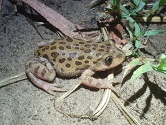Hylambates maculatus