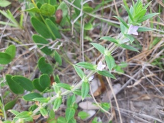 Hexasepalum apiculatum