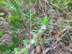 Hexasepalum apiculatum