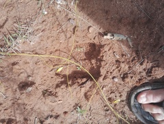 Hippotragus niger roosevelti