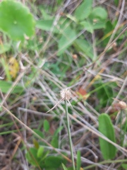 Cyperus obtusatus