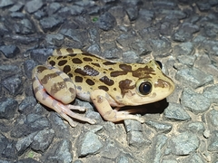 Hylambates maculatus
