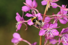 Bombus
