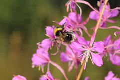 Bombus