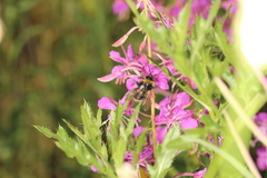 Bombus
