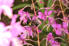 Bombus