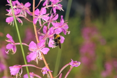 Bombus