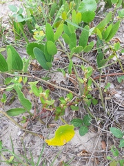 Alternanthera littoralis