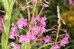 Bombus