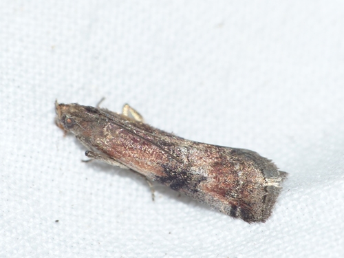 Rhodophaea formosa