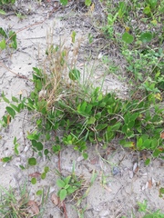 Smilax rufescens