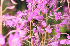 Bombus