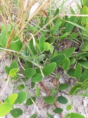Smilax rufescens