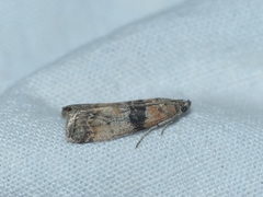 Sciota rhenella