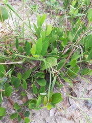 Smilax rufescens