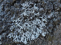 Heterodermia appalachensis