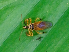 Agriocoris flavipes