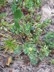 Acicarpha bonariensis