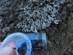 Heterodermia appalachensis