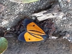 Paratype univitta