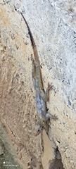 Agama picticauda