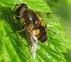 Eristalis horticola
