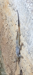 Agama picticauda