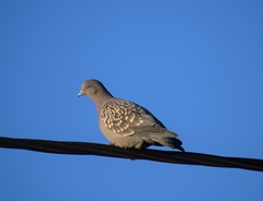 Patagioenas maculosa
